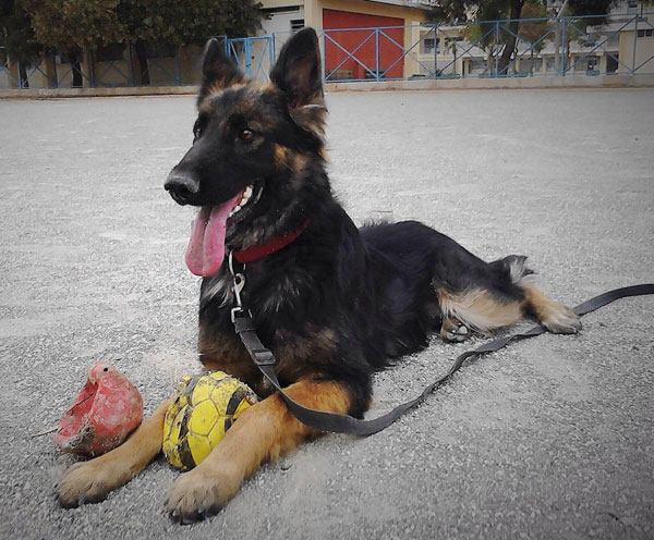 beautiful semi long coated sasha the gsd