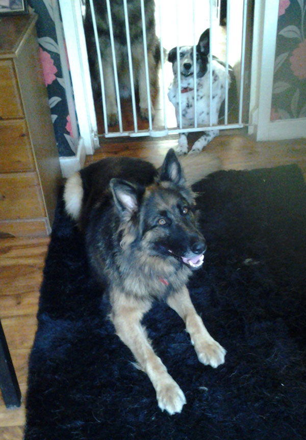 pretty semi coated gsd needs a new home