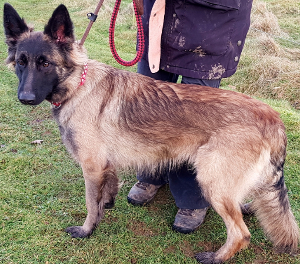 Sasha - Cambridgeshire