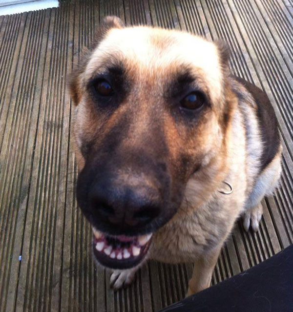 gsd needs a new mum and dad