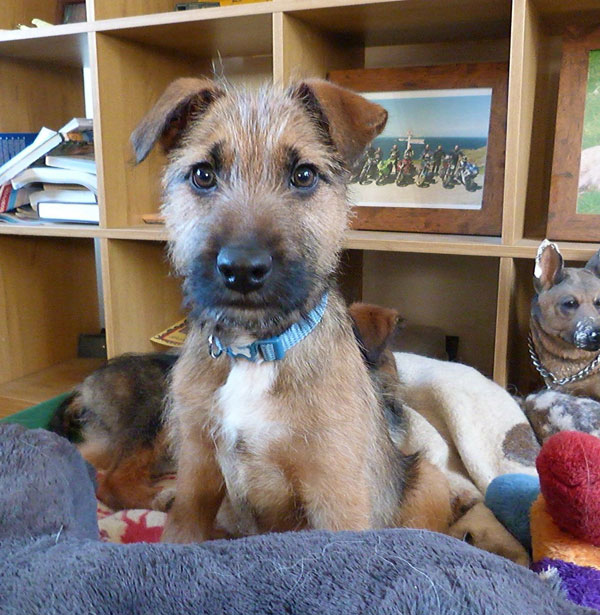 adorable gsd cross puppy seb