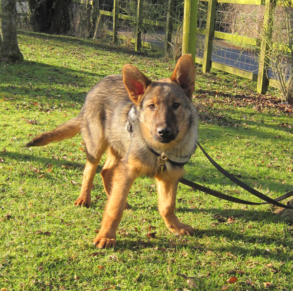 lovely sable coated male gsd