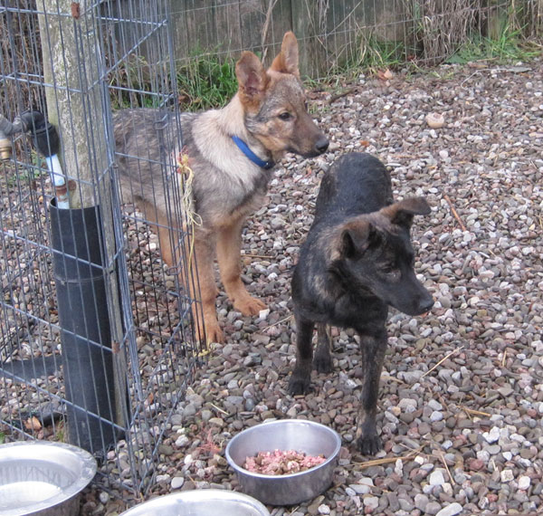 Sebastian young gsd and his young friend puppy Ruby