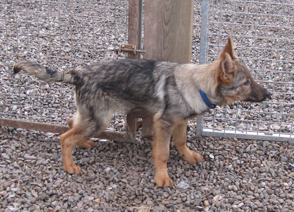 Sebastian gsd puppy has lovely sable coat and beautiful markings