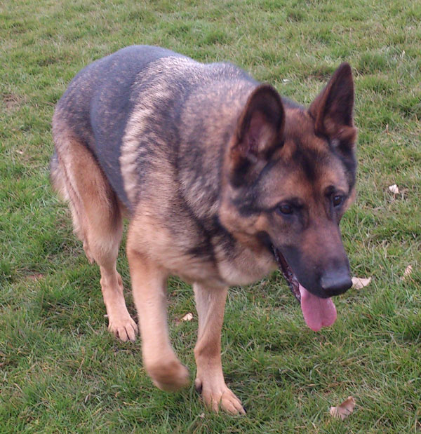 shadow the german shepherd loves people