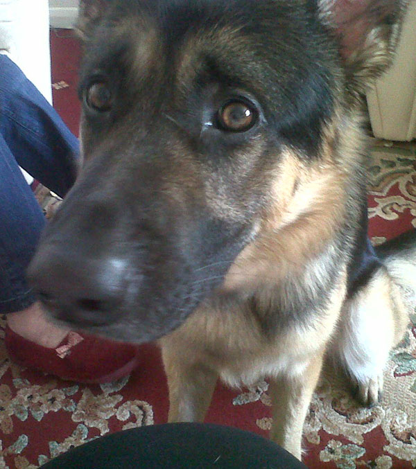 shadow young gsd looking for his new home