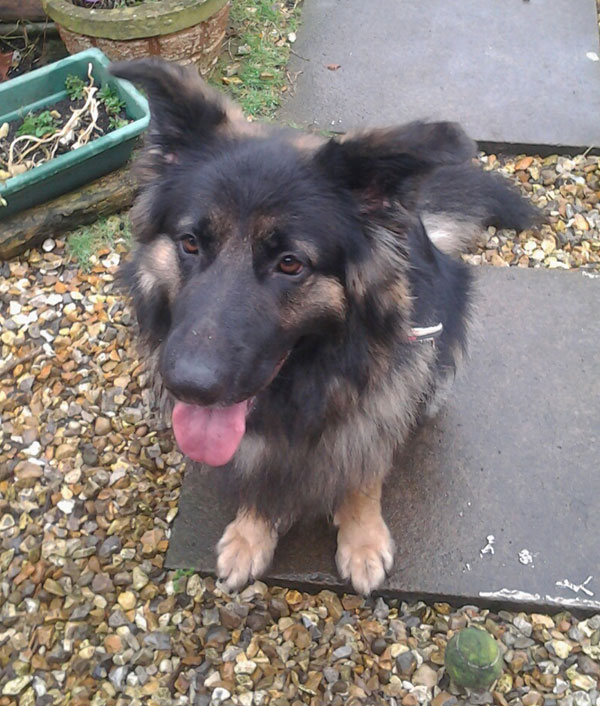 shadow young long coated gsd