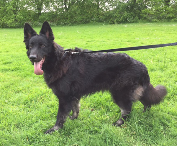 Pretty black semi coated GSD Shadow