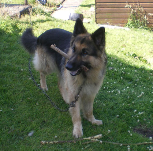 gsd fething a stick