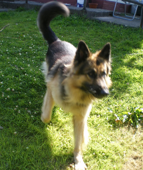 shane the gsd loves to play