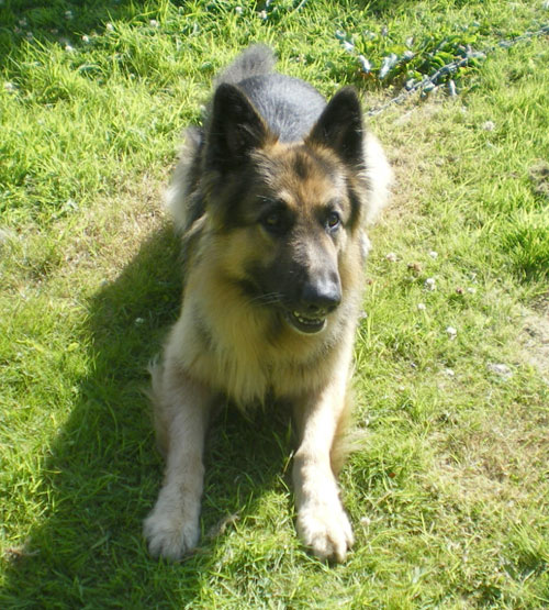 shane the semi coat gsd