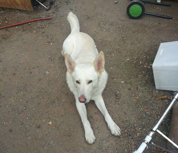 simba white german shepherd looking for his new home