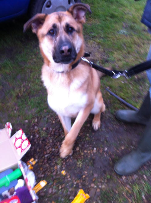 simba the gsd getting his xmas presents