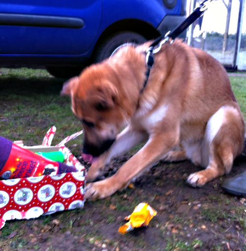 simba the gsd unwrapping his xmas presents