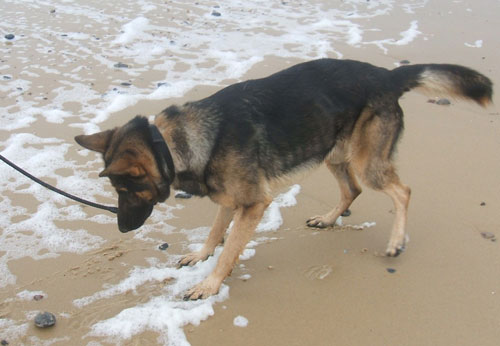 sparky gsd playing footsie with a pebble on the beach