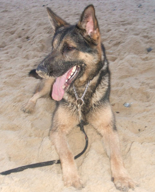 sparky the gsd covered in sand