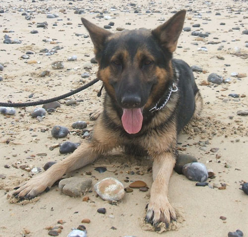 sparky gsd playing pebble footsie