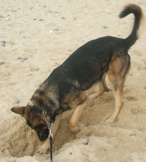 sparky the german shepherd digging a hole in the sand