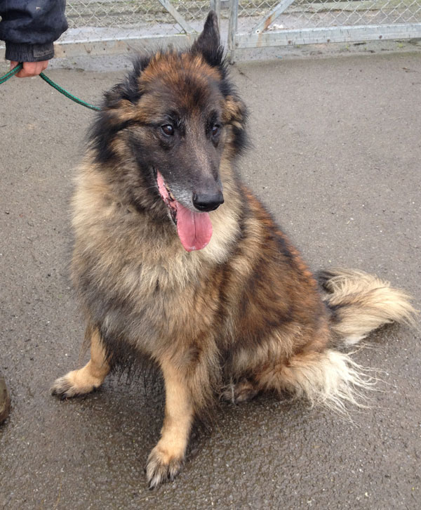 storm lovely mature german shepherd