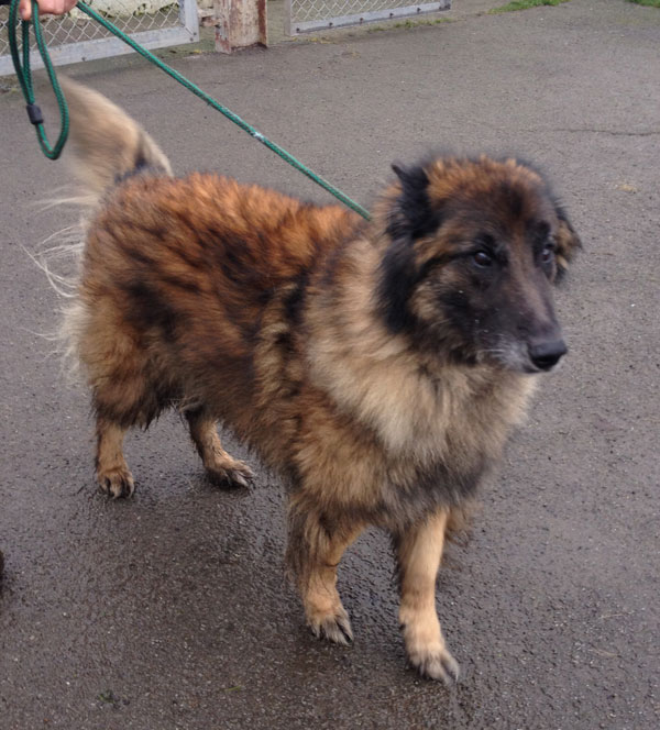 storm older gsd ending up in rescue kennels