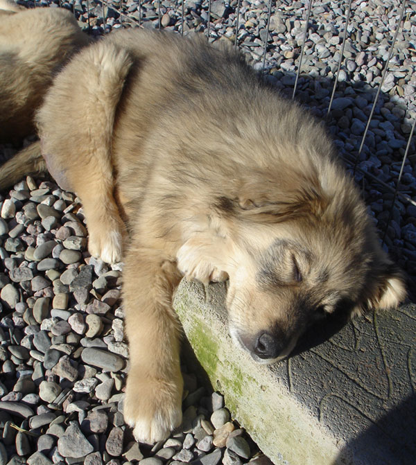 snoozing puppy suzi