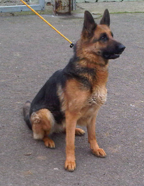 german shepherd wanting a new home