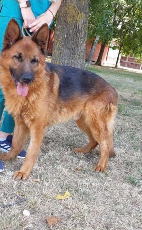 URGENT! German Shepherd Dog Tango in Kennels @ GERMAN SHEPHERD DOG