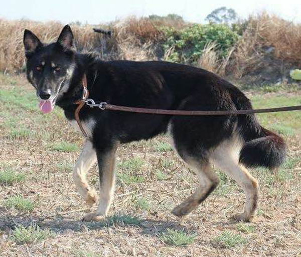 Tara has a lovely dark coat - pretty girl