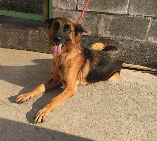 Tasha the young gsd waiting and hoping for a new home.