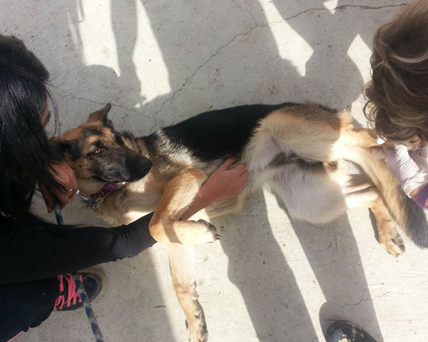 Tatty the gsd puppy loves a tummy tickle