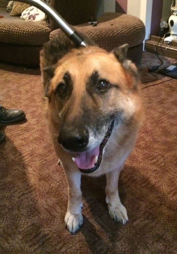 Taz gsd loves being vacuumed!