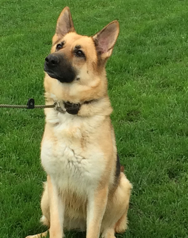 Tess the nervous GSD is such a pretty girl