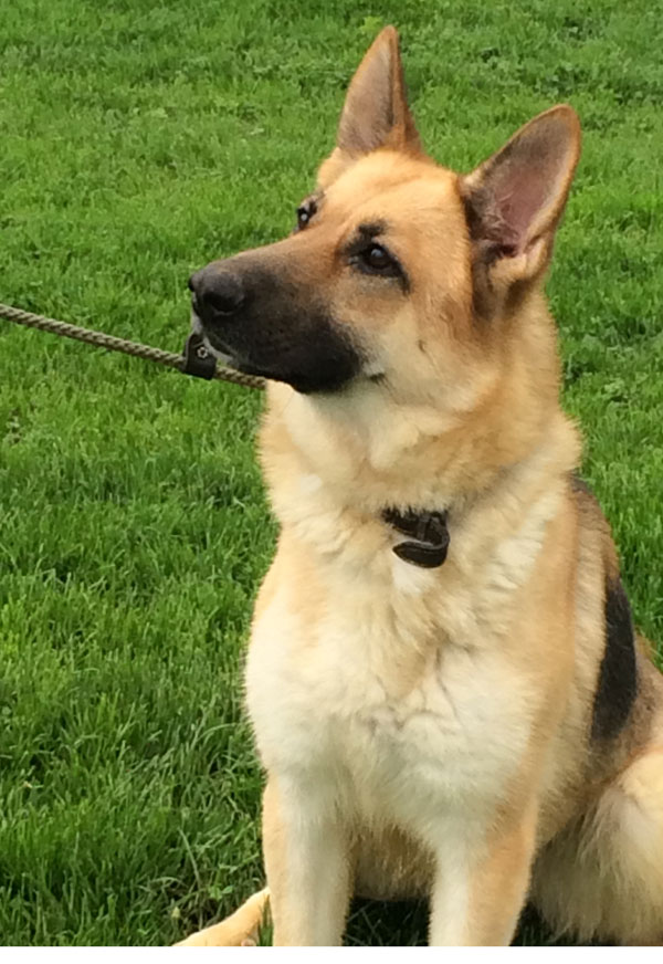 Tess the young GSD has so much potential in the right home