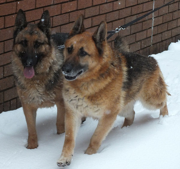 tess and tarw two german shepherds living outside