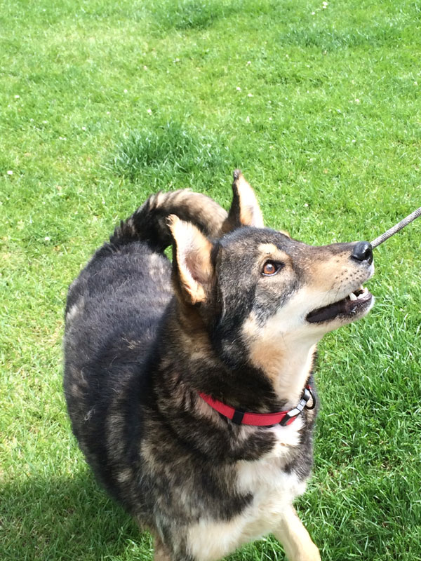 theo the gsd is a loving boy that needs a home