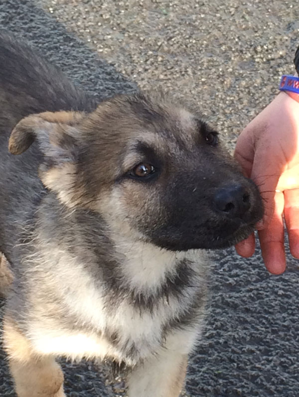 toby a sweet gsd cross puppy