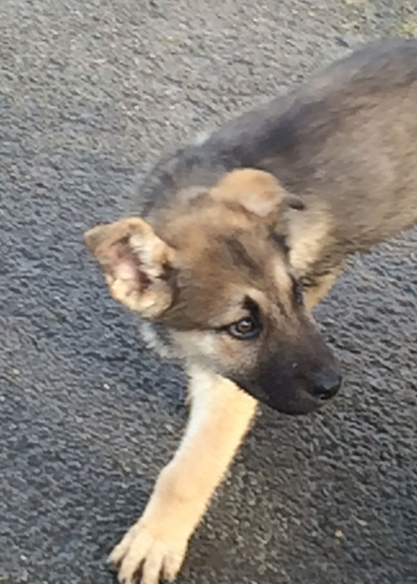 adorable german shepherd cross puppy