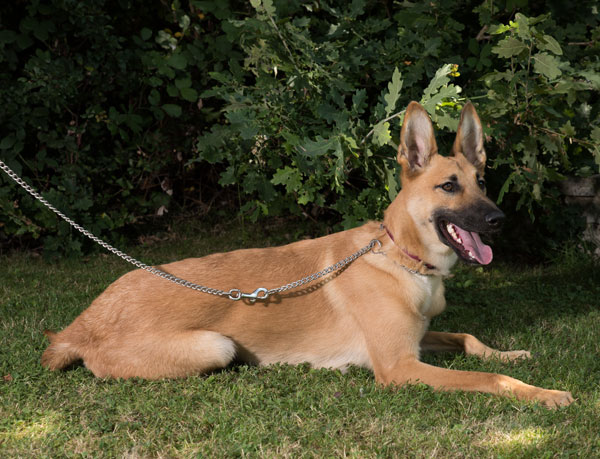 Troythe gsd puppy has such beautiful markings and is a very unsual colour