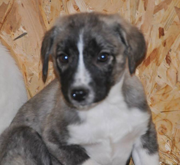 Vali 4 month old puppy has never known a home or been shown love and kindness by humans