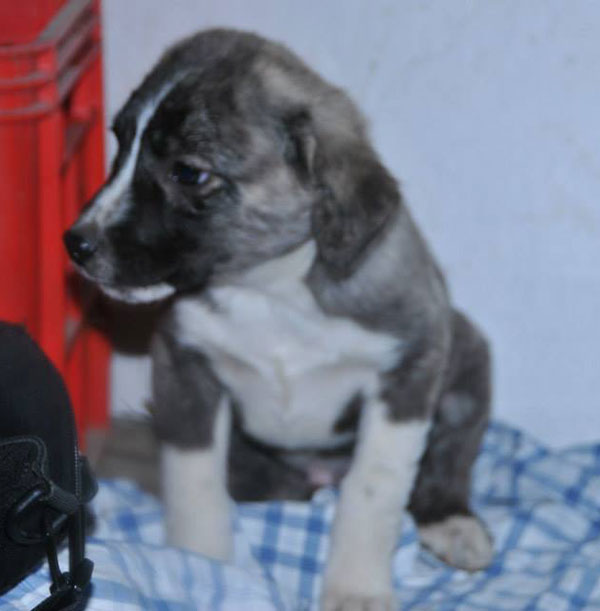 Vali 4 month old Romanian puppy is such a sweet little soul