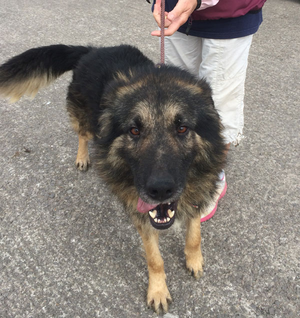 handsome romanian german shepherd valli