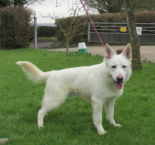 stunning white german shepherd