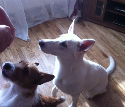 lily the white german shepherd puppy and the terrier she lives with