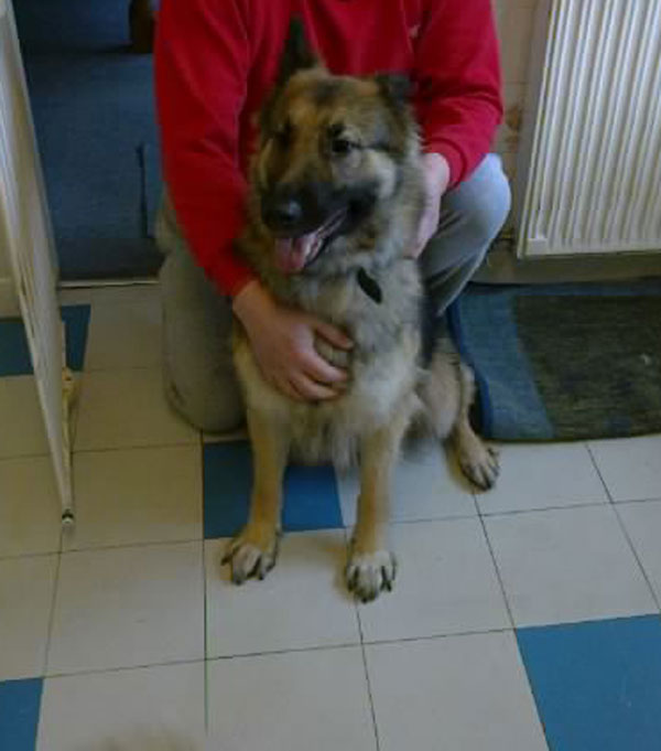 willowthe german shepherd trying to sit still for her photo