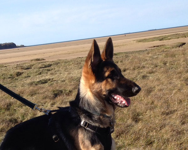 handsome young german shepherd