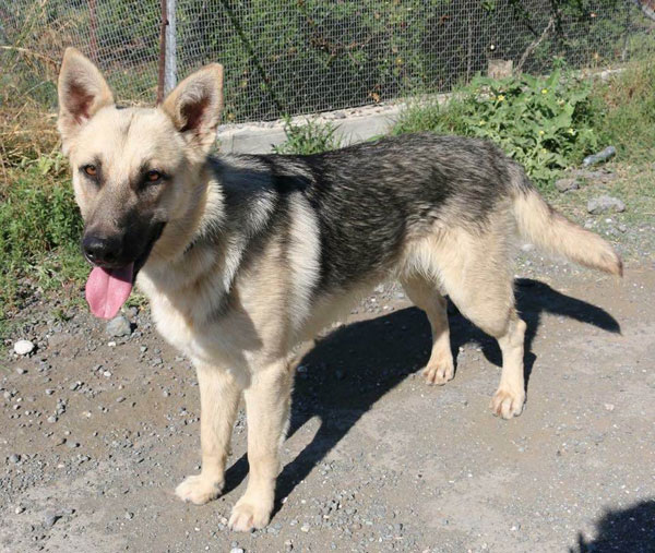 stunning young german shepherd called zac