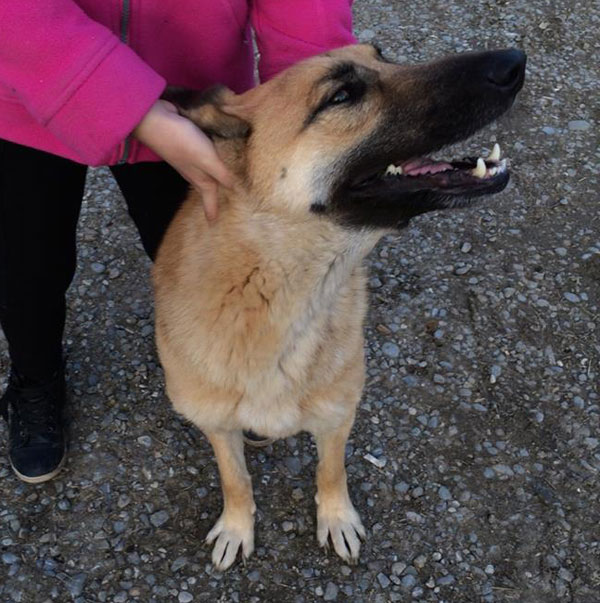 Zara the rescue german shepherd loving a cuddle