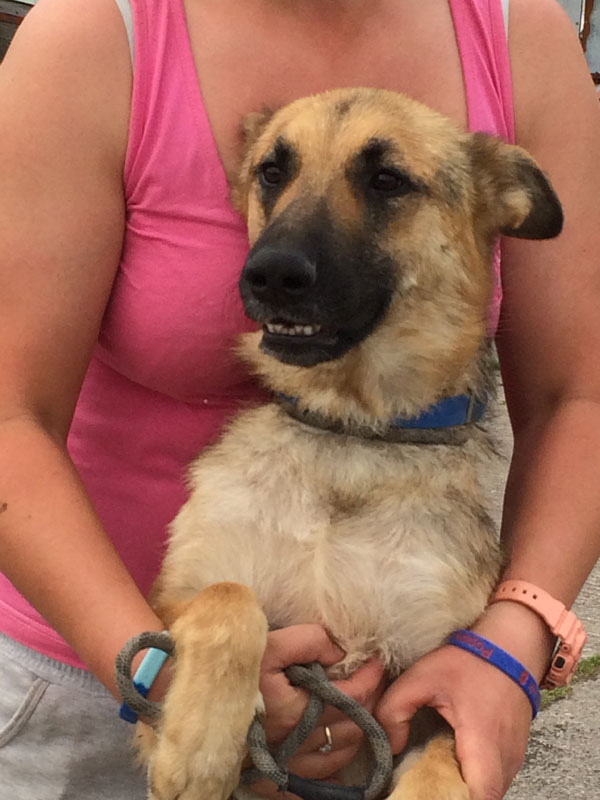 zeus is a cracking young gsd