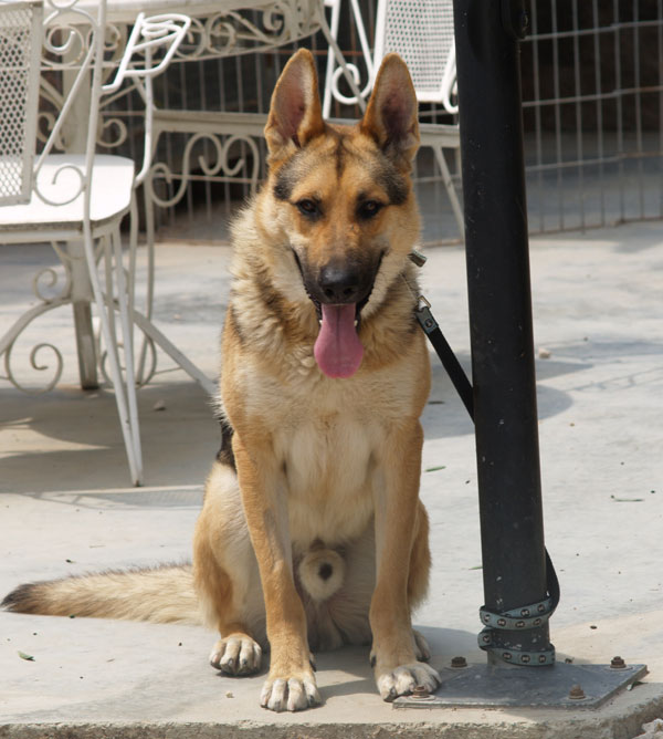 Zeus the gsd posing for the camera