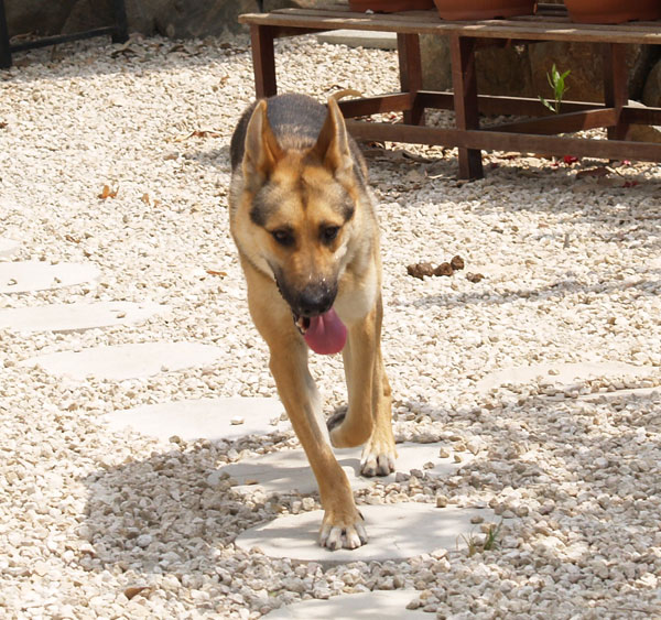 Zeus the gsd loves the garden